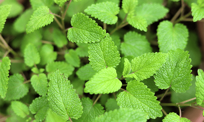 Can I Take Lemon Balm With Ativan