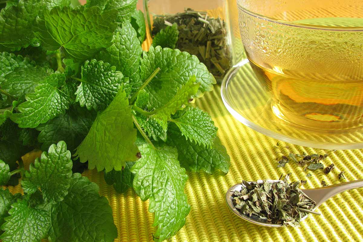 Is Lemon Balm Similar To Ativan For Sleep